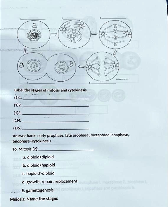 Solved: Label The Stages Of Mitosis And Cytokinesis. 1. Early Prophase 