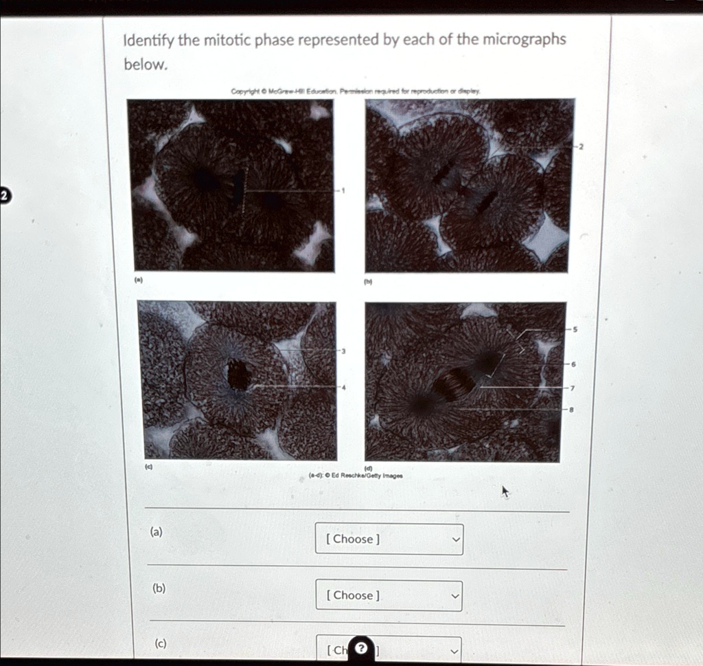 Identify the mitotic phase represented by each of the micrographs below Biology Diagrams