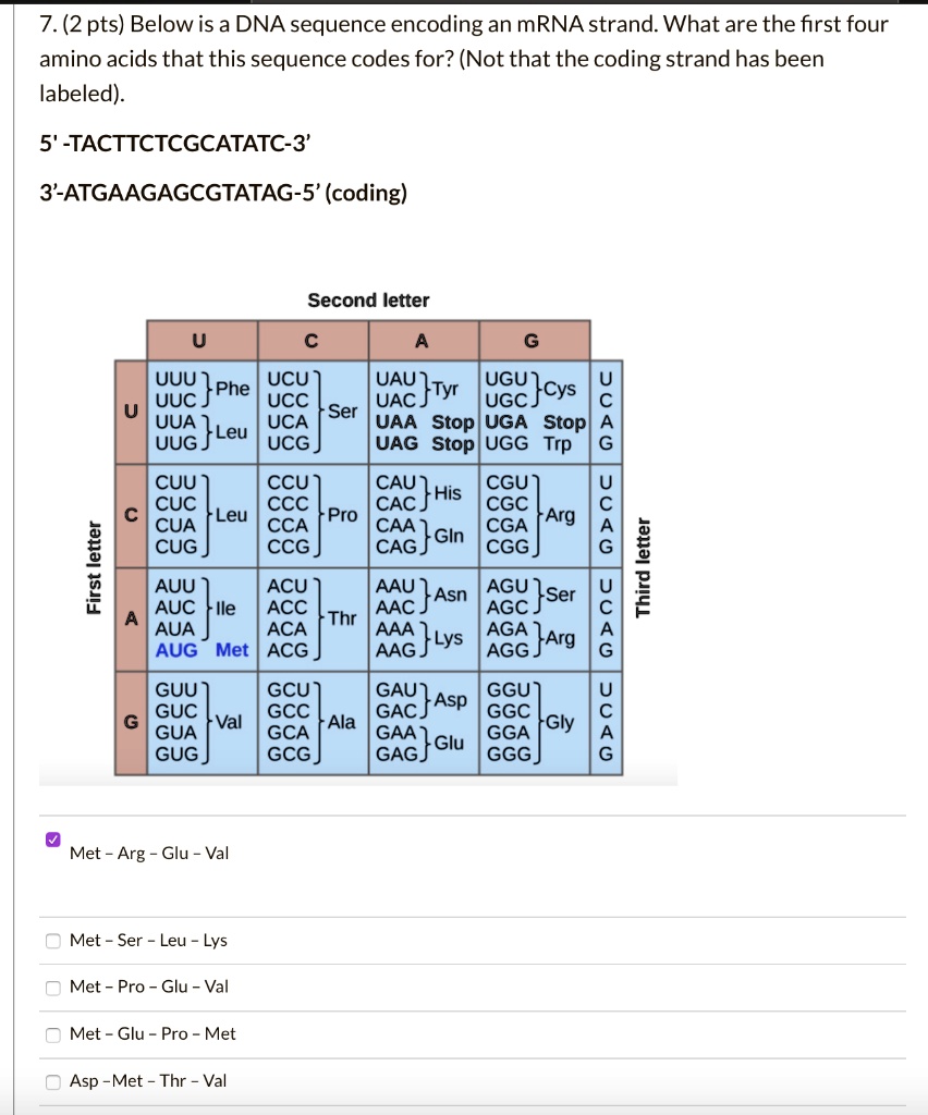 SOLVED 7. (2 pts) Below is a DNA sequence encoding an mRNA strand