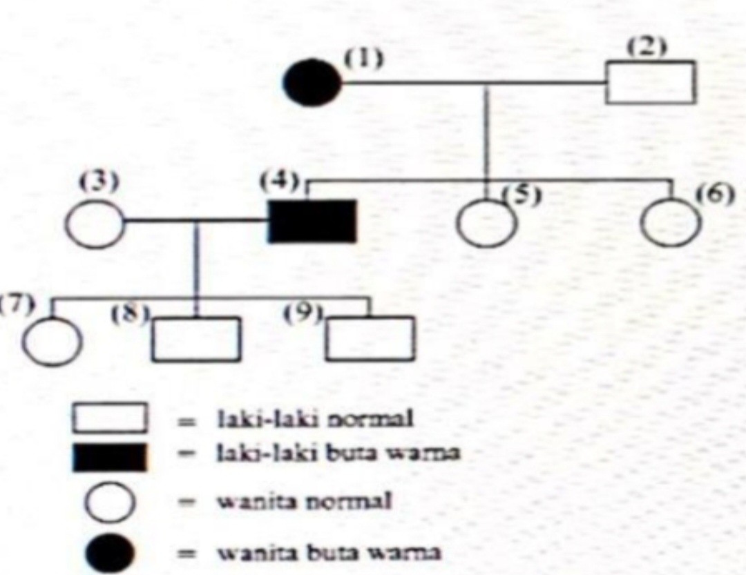 SOLVED: Selesaikanlah silsilah pewarisan sifat buta warna berikut. Tentukan  genotip kesembilan orang yang berada dalam peta silsilah berikut. (yang  berbentuk kotak dan lingkaran merupakan silsilah)