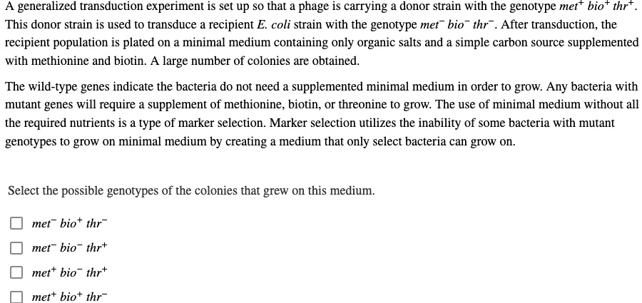 A generalized transduction experiment is set up so that a phage is carrying a donor strain with the genotype met+ bio+ thr+. This donor strain is used to transduce a recipient E. coli strain with the genotype met- bio- thr-. After transduction, the recipient population is plated on a minimal medium containing only organic salts and a simple carbon source supplemented with methionine and biotin. A large number of colonies are obtained.

The wild-type genes indicate the bacteria do not need a supplemented minimal medium in order to grow. Any bacteria with mutant genes will require a supplement of methionine, biotin, or threonine to grow. The use of minimal medium without all the required nutrients is a type of marker selection. Marker selection utilizes the inability of some bacteria with mutant genotypes to grow on minimal medium by creating a medium that only select bacteria can grow on.

Select the possible genotypes of the colonies that grew on this medium.

met- bio+ thr-
met- bio- thr+
met+ bio- thr+
met+ bio+ thr-