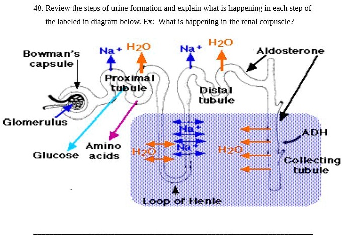 SOLVED: Review the steps of urine formation and explain what is ...