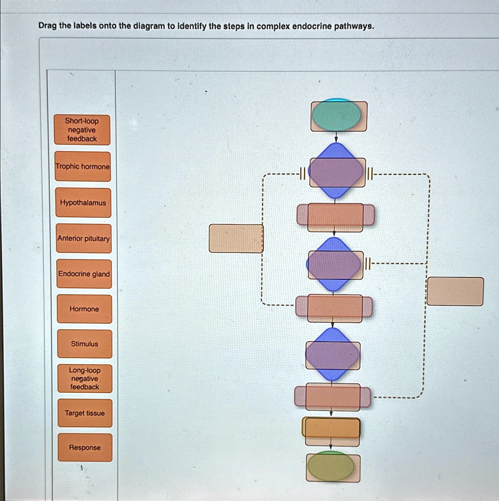 VIDEO solution: Drag the labels onto the diagram to identify the steps ...