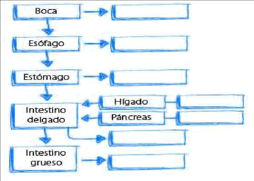 Solved Ayuda Es Para Hoy Observa El Esquema Que Relaciona Diferentes Rganos Que Forman El