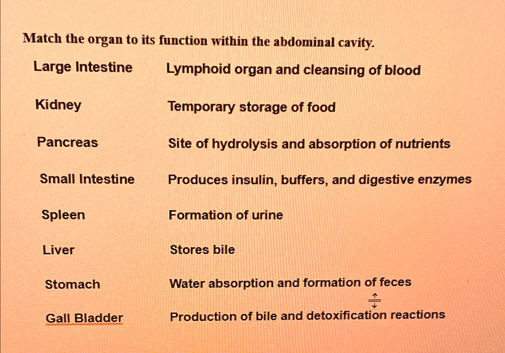 match the organ to its function within the abdominal cavity large