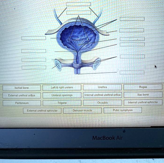 Solved Ischial Bone Left Right Ureters Urethra Rugae External Urethral