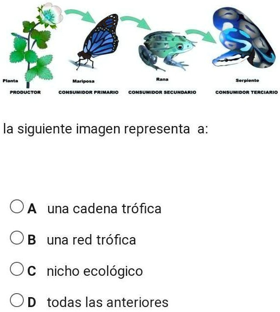 SOLVED: La Siguiente Imagen Representa A: A Una Cadena Trófica B Una ...