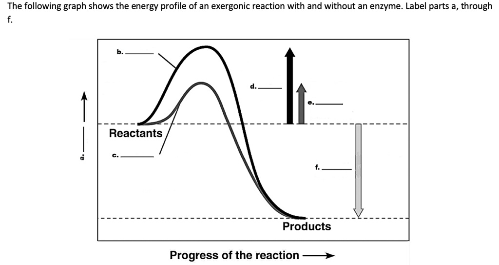 SOLVED: The following graph shows the energy profile of an exergonic ...