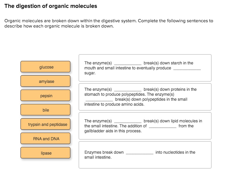 SOLVED The digestion of organic molecules Organic molecules are broken