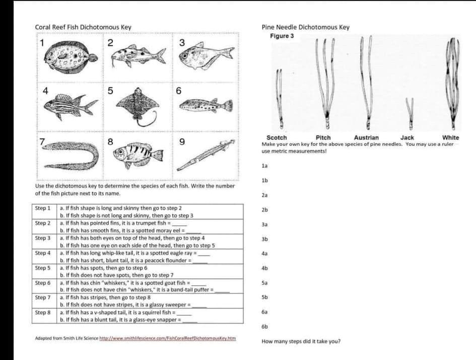 SOLVED: Text: Coral Reef Fish Dichotomous Key Pine Needle Dichotomous ...