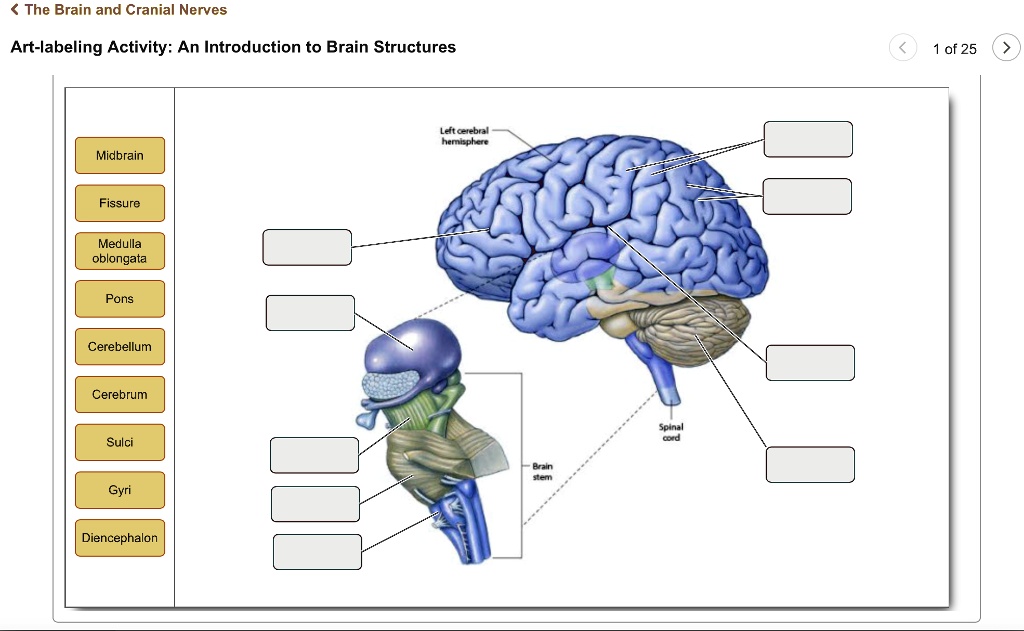 Solved The Brain And Cranial Nerves Art Labeling Activity An