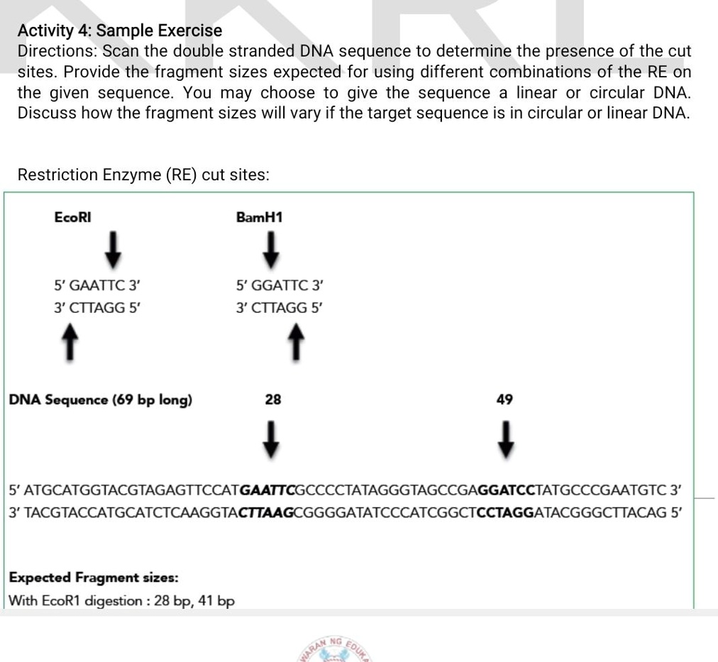 Activity 4 Sample Exercise Directions Scan The Double Stranded Dna