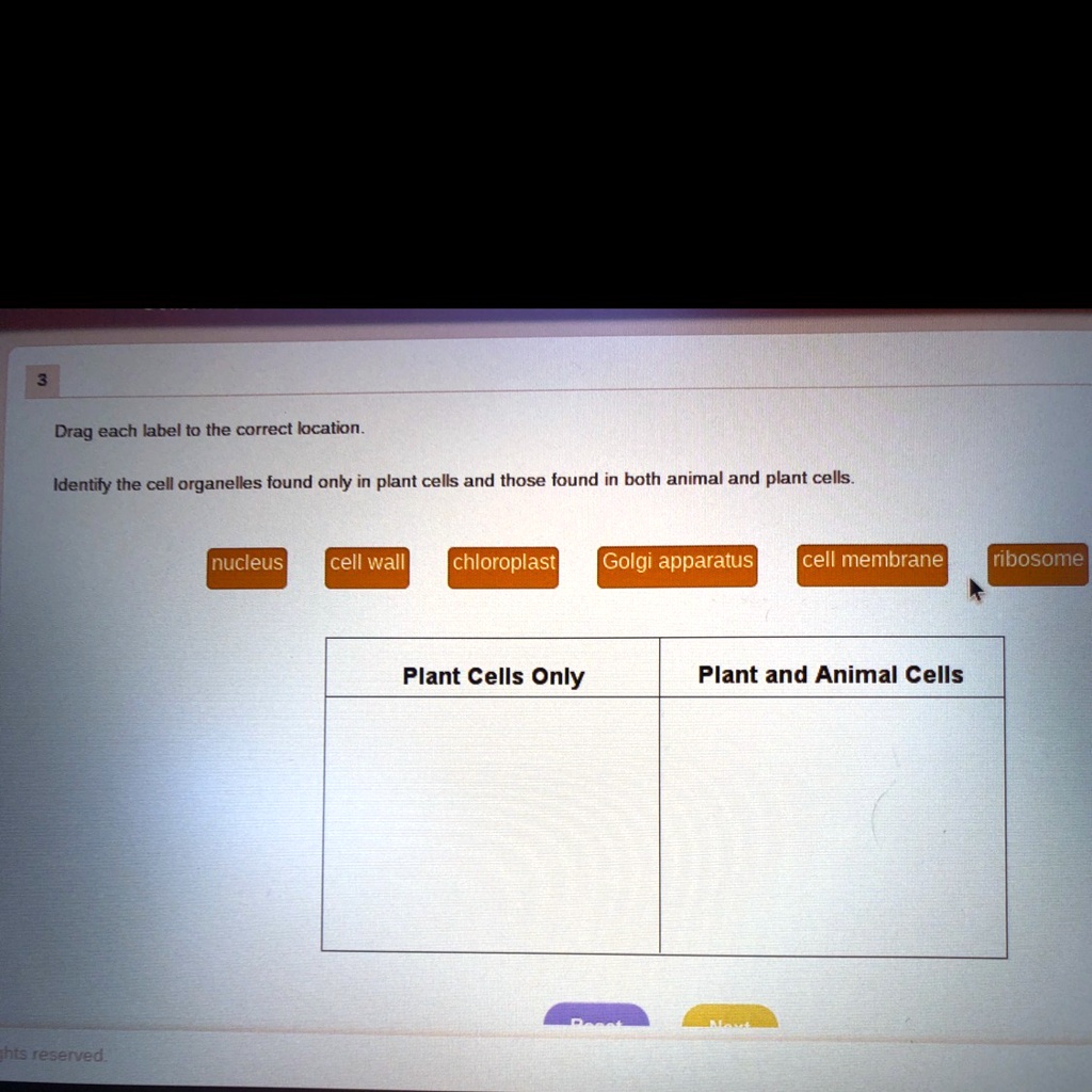 3 Drag each label to the correct location. Identify the cell organelles ...
