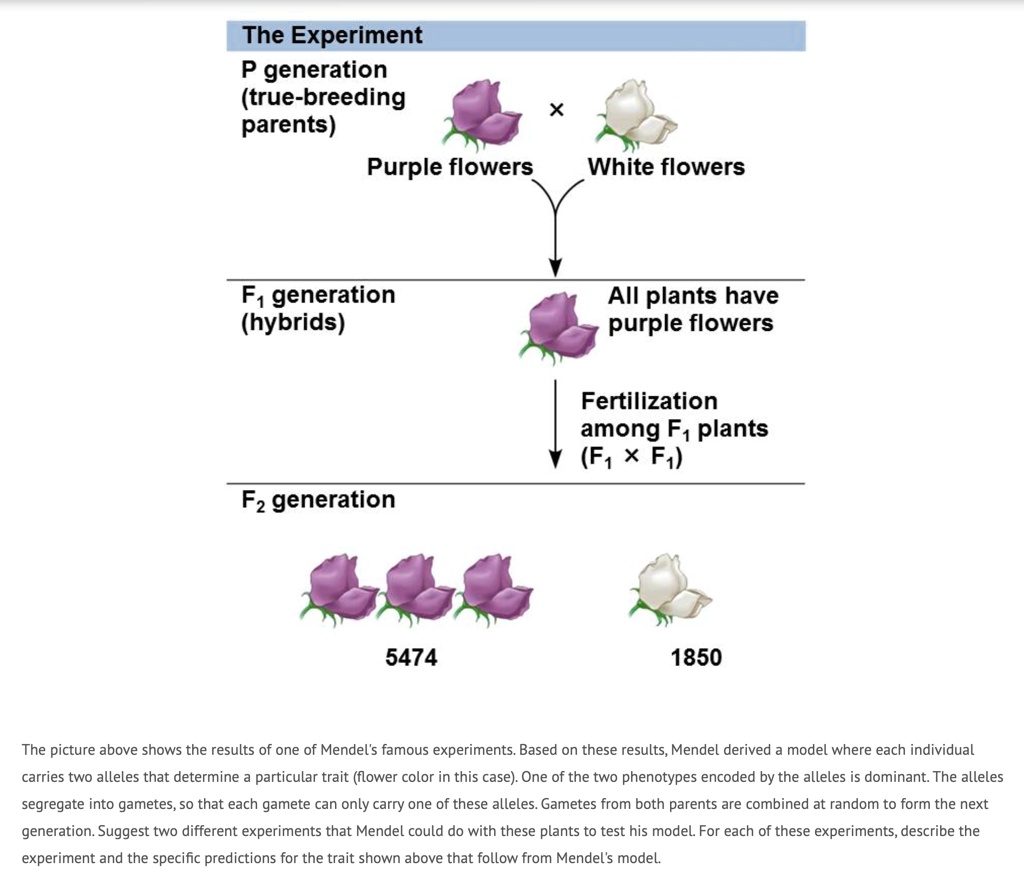 SOLVED: The Experiment P generation (true-breeding parents) Purple flowers White flowers F1 generation (hybrids) All plants have Fertilization Fa plants (Fi * Fi) F2 generation 5474 1850 The picture