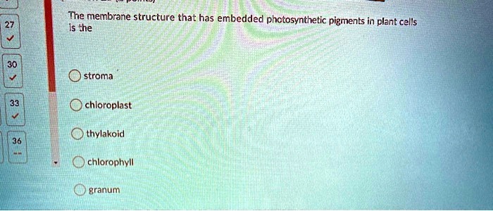 The membrane structure that has embedded photosynthetic pigments in plant cells is the

stroma
chloroplast
thylakoid
chlorophyll
granum