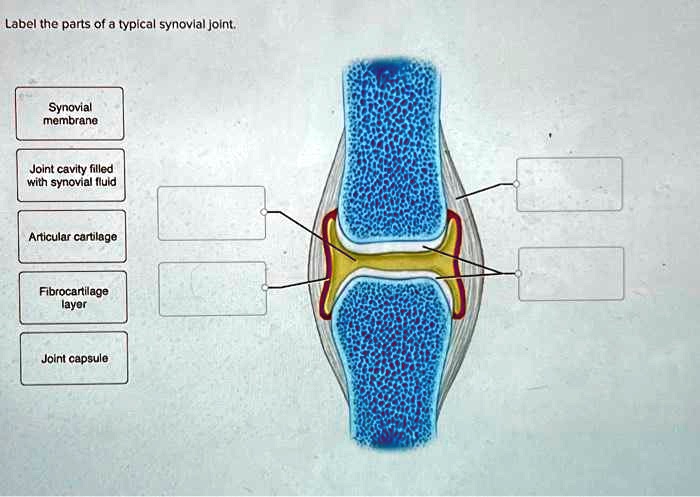 SOLVED: Label The Parts Of A Typical Synovial Joint: 1. Synovial ...