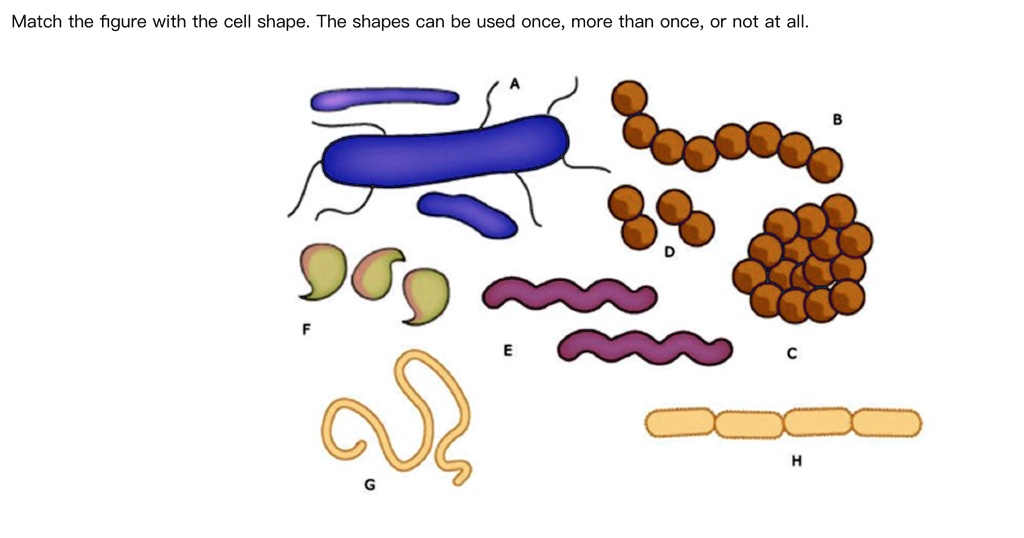 SOLVED: Match the figure with the cell shape ( only A, B, C, D, E and H ...