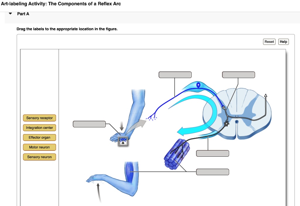 Artlabeling Activity The Components of a Reflex Arc Part A Drag the