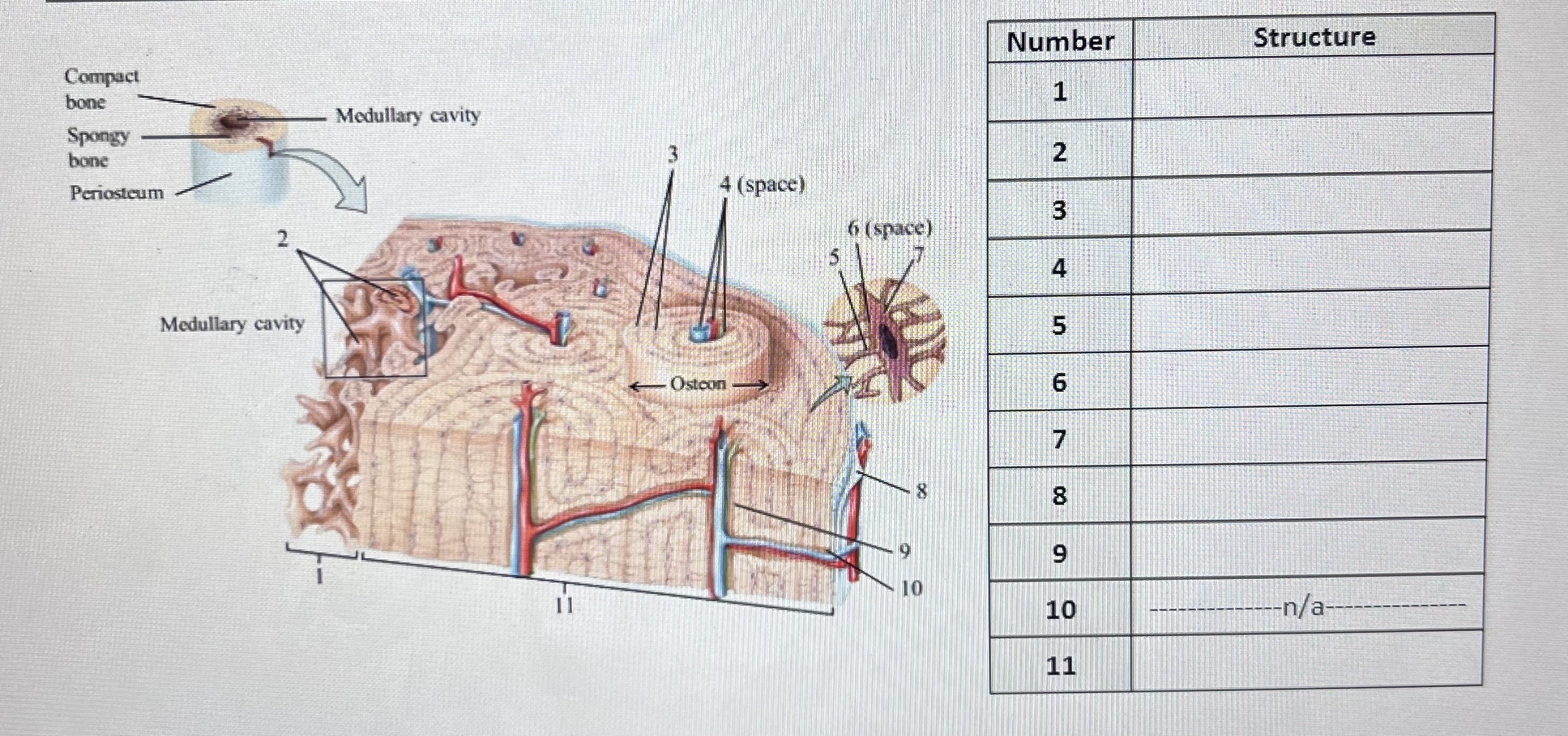 SOLVED: Identify the microanatomy (histology) of bone