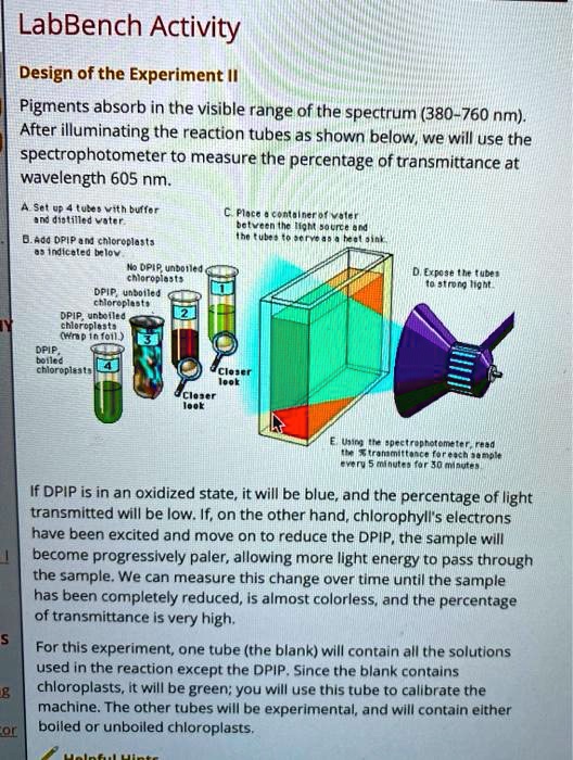SOLVED LabBench Activity Design of the Experiment II Pigments