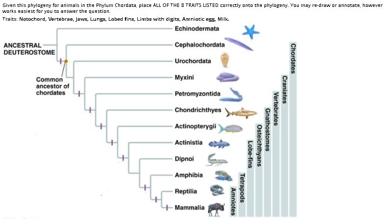 SOLVED: Given this phylogeny 'orke Pawisr foryou nima Phylum Chordata ALL  OFTHE TRAITS LISTED correctl dncd n3vp quescidn Traits; Notochord Vettebrar  Jus Lungs Lohed Linbs uith digits. Amniotic egg Milk Echinodermata phyldgeny