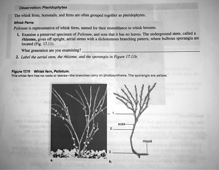 SOLVED Observation Pteridophytes The whisk ferns, horsetails, and