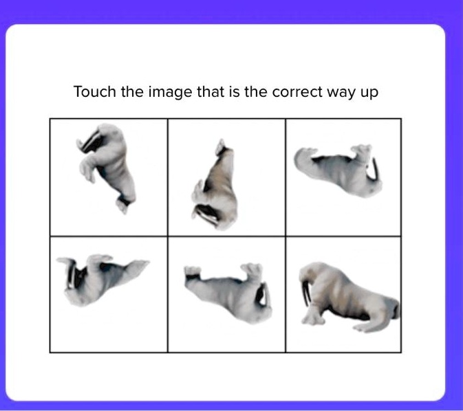 solved-touch-the-image-that-is-the-correct-way-up