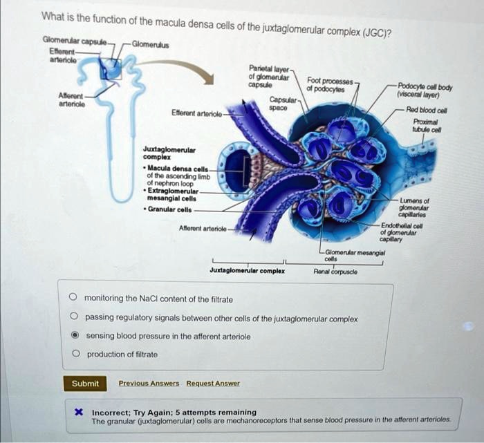 solved-what-is-the-function-of-the-macula-densa-cells-of-the