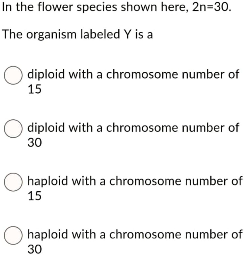 SOLVED In the flower species shown here, 2n30. The organism labeled Y