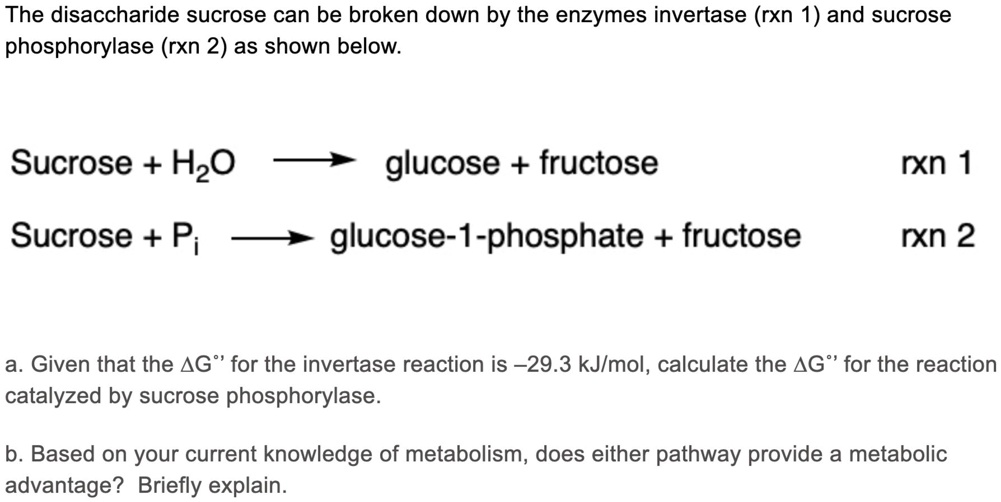SOLVEDThe disaccharide sucrose can be broken down by the enzymes