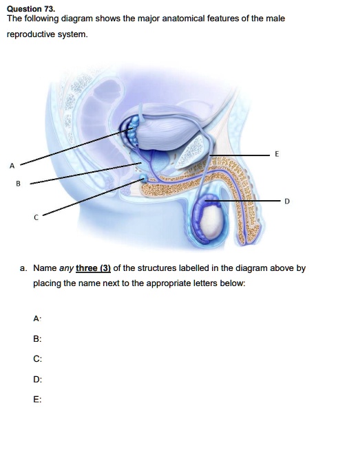 Solved Question 73 The Following Diagram Shows The Major Anatomical Features Of The Male 4027