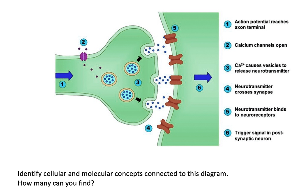 an-action-potential-reaches-the-axon-terminal-causing