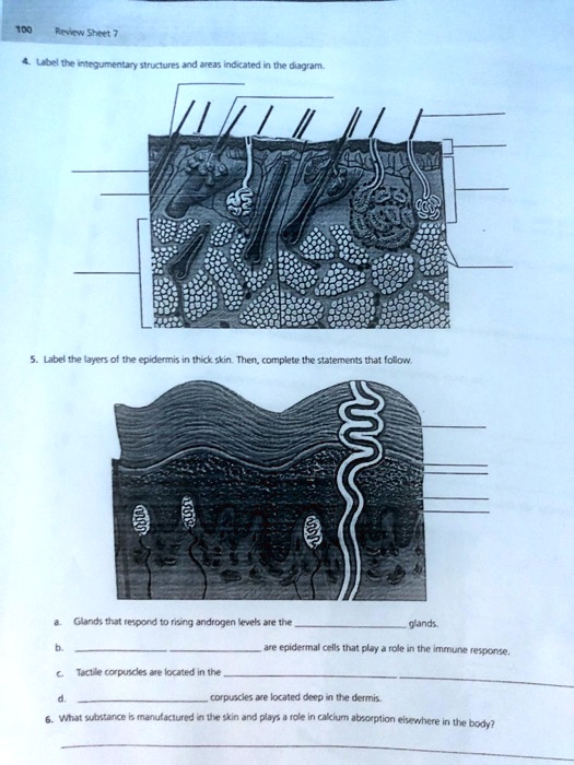 Solved: Sheet 4. Label The Integumentary Structures And Areas Indicated 