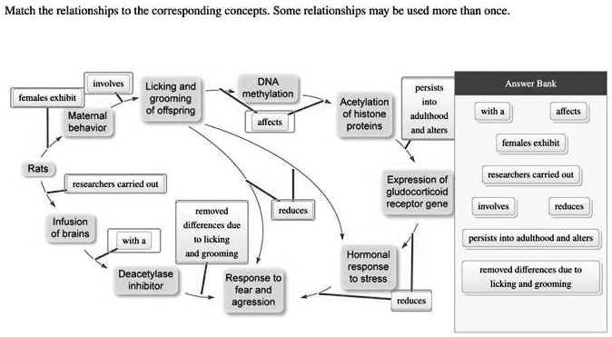 Match the relationships to the corresponding concepts. Some relationships may be used more than once.

Answer Bank
with a
affects
females exhibit
researchers carried out
involves
reduces
persists into adulthood and alters
removed differences due to licking and grooming

females exhibit
involves
Maternal behavior
Licking and grooming of offspring
DNA methylation
affects
Acetylation of histone proteins
persists into adulthood and alters
Rats
researchers carried out
Infusion of brains
with a
Deacetylase inhibitor
removed differences due to licking and grooming
Response to fear and agression
reduces
Expression of gludocorticoid receptor gene
Hormonal response to stress
reduces