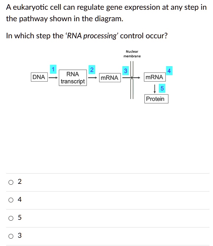 SOLVED: A eukaryotic cell can regulate gene expression at any step in ...