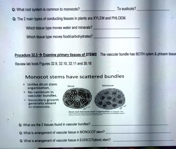 SOLVED Q What root system is common t0 monocots? To eudicots? Q The