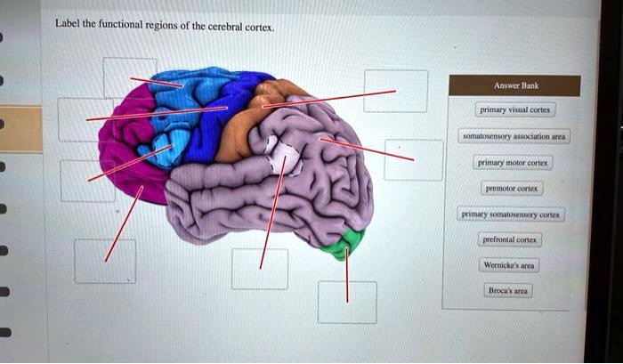 SOLVED: Label The Functional Regions Of The Cerebral Cortex Answer Bank ...