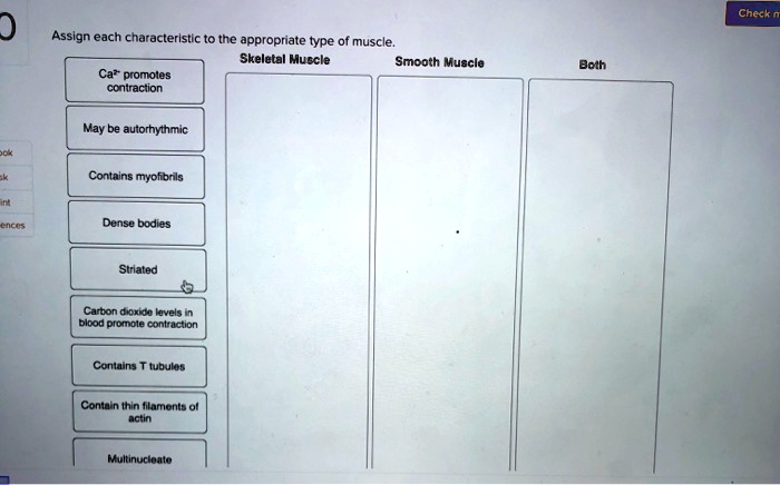 Assign each characteristic to the appropriate type of muscle.
Skeletal Muscle
Smooth Muscle
Both
Ca2+ promotes contraction
May be autorhythmic
Contains myofibrils
Dense bodies
Striated
Carbon dioxide levels in blood promote contraction
Contains T tubules
Contain thin filaments of actin
Multinucleate