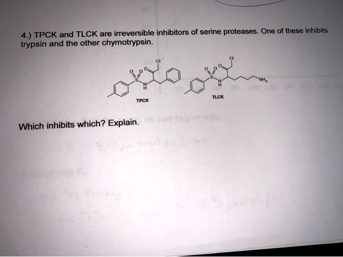 4.) TPCK and TLCK are irreversible inhibitors of serine proteases. One of these inhibits trypsin and the other chymotrypsin.

TPCK

TLCK

Which inhibits which? Explain.