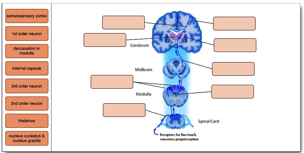 Solved Label The Parts Of This Ascending Pathway Somatosensory