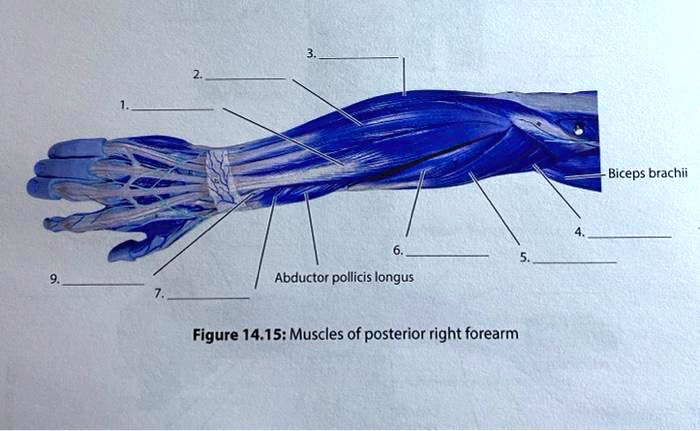 SOLVED: Biceps brachii Abductor pollicis longus Figure 14.15: Muscles ...