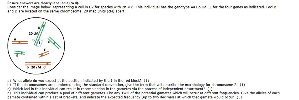 Ensure answers are clearly labelled a) to d).
Consider the image below, representing a cell in G2 for species with 2n = 6. This individual has the genotype Aa Bb Dd EE for the four genes as indicated. Loci B and D are located on the same chromosome, 20 map units (cM) apart.

a) What allele do you expect at the position indicated by the ? in the red block? (1)
b) If the chromosomes are numbered using the standard convention, give the term that will describe the morphology for chromosome 2. (1)
c) Which loci in this individual can result in recombination in the gametes via the process of independent assortment? (1)
d) This individual can produce a pool of different gametes. List any TWO of the potential gametes which will occur at different frequencies. Give the alleles of each gamete contained within a set of brackets, and indicate the expected frequency (up to two decimals) at which that gamete would occur. (3)