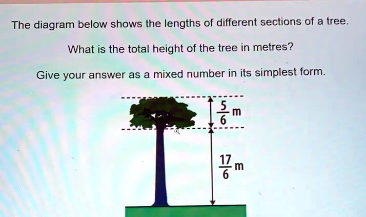 Two Tree Lengths The diagram below shows the lengths of different sections of a tree ...