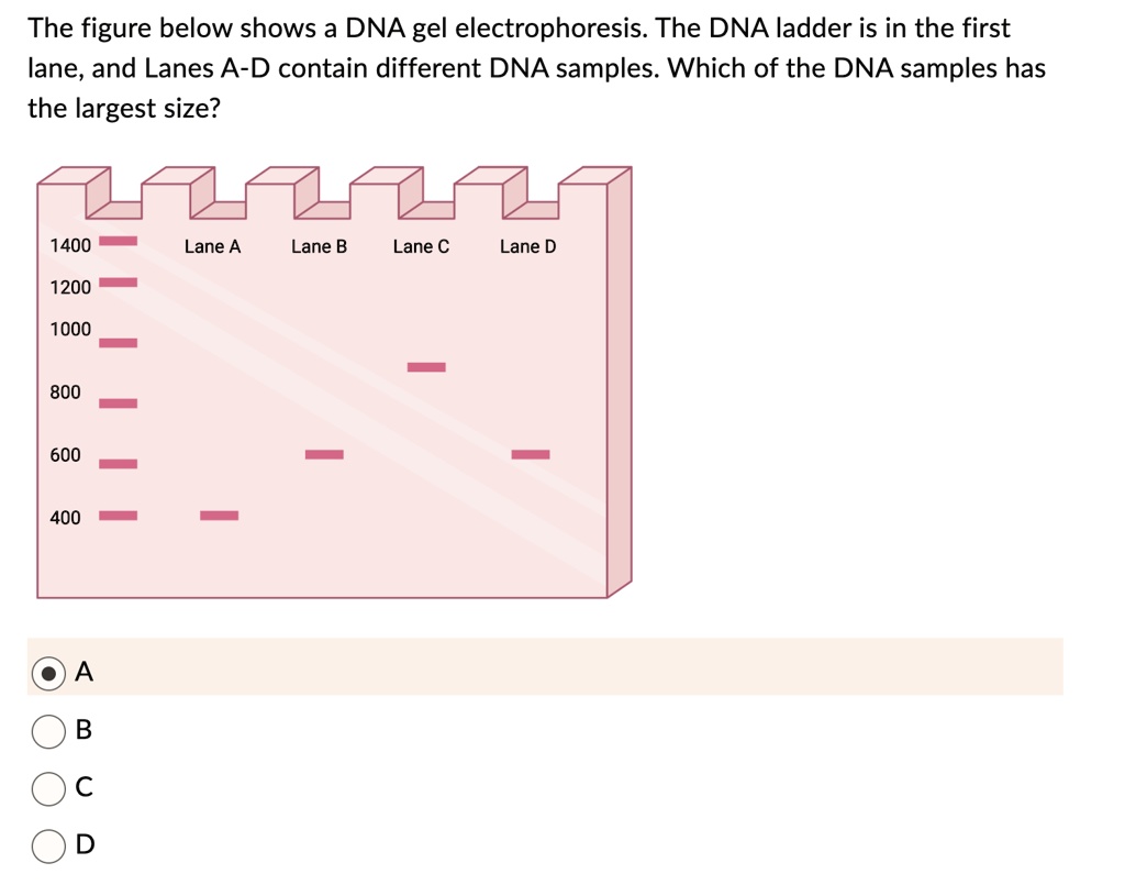 The figure below shows a DNA gel electrophoresis. The DNA...