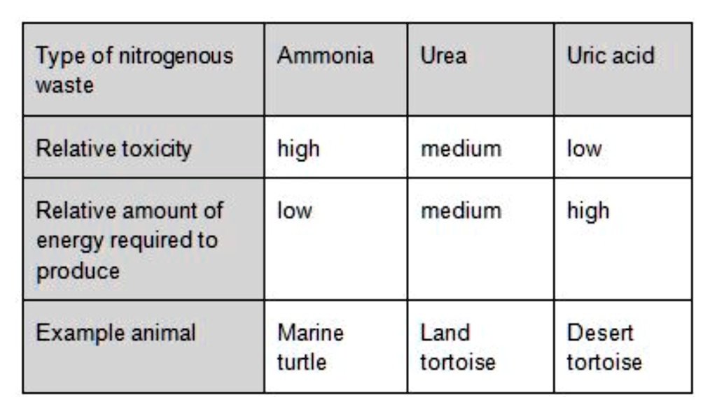 SOLVED:Type of nitrogenous waste Ammonia Urea Uric acid Relative ...