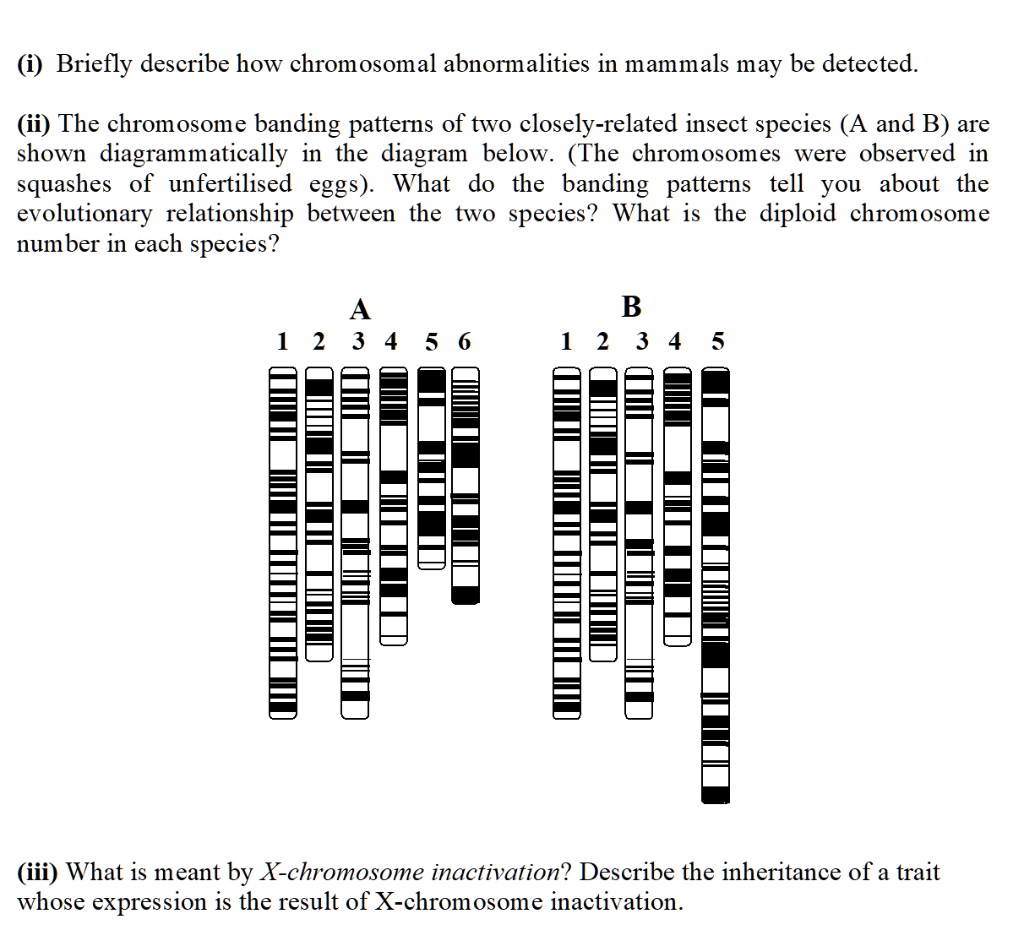 Solved I Briefly Describe How Chromosomal Abnormalities In Mammals May Be Detected Ii The