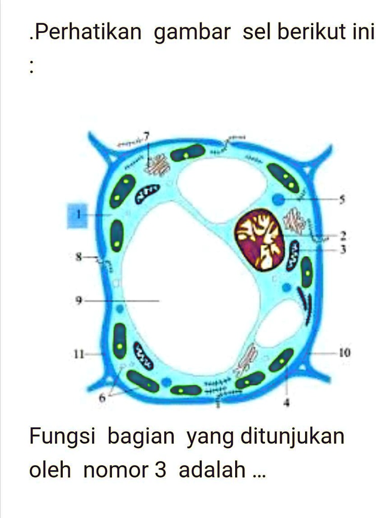 SOLVED: Jawab Yang Cepeta. Mensekresikan Protein Dan Lendirb. Mengatur ...