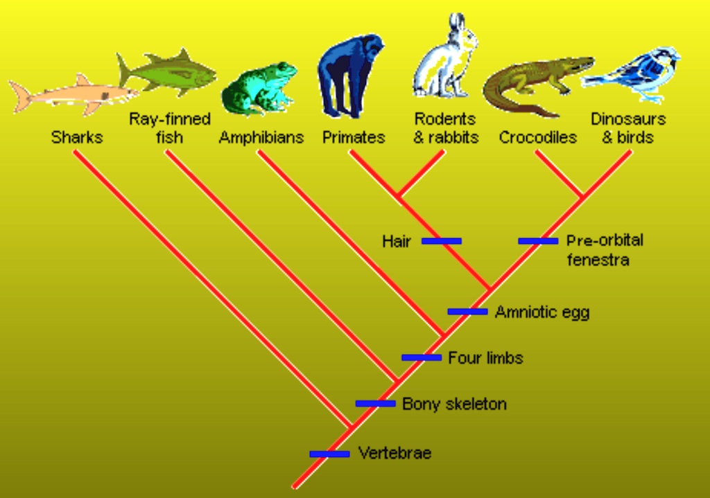 Solved: Ray-Finned Fish, Sharks, Amphibians, Primates, Rodents, Dinosaurs,  8 Rabbits, Crocodiles, Birds. Hair. Pre-Orbital Fenestra. Amniotic Egg.  Four Limbs. Bony Skeleton. Vertebrae.
