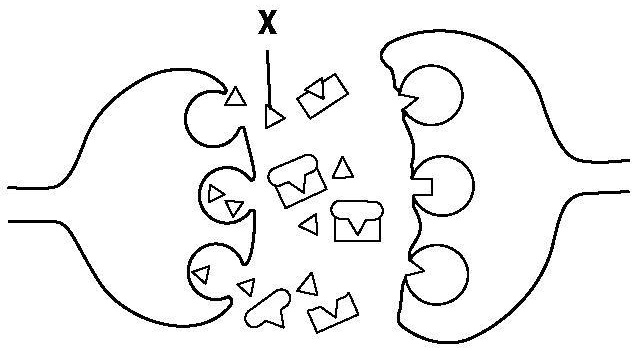 SOLVED: 'Refer To The Illustration. The Structure Labeled "X" Is A . A ...