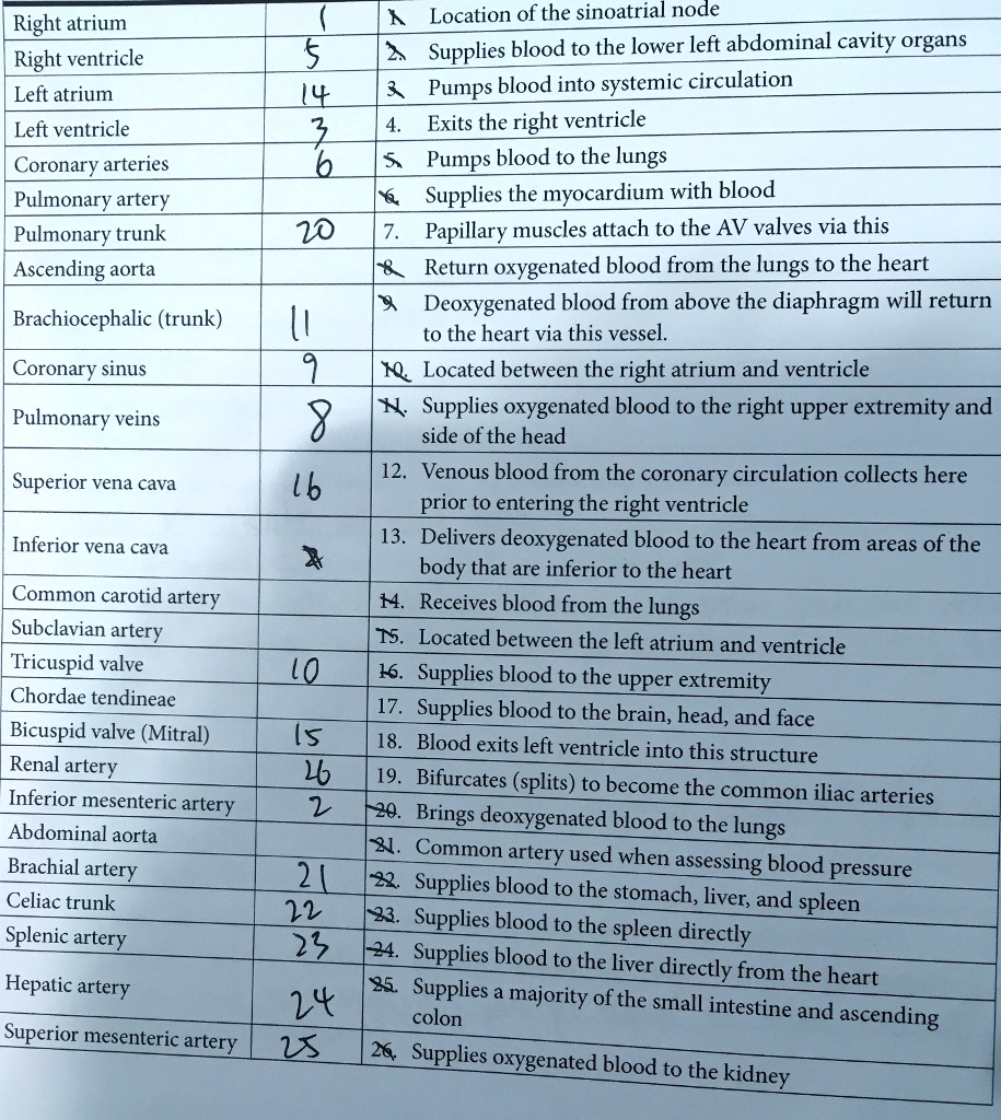 SOLVED Right atrium, Right ventricle, Left atrium, Left ventricle
